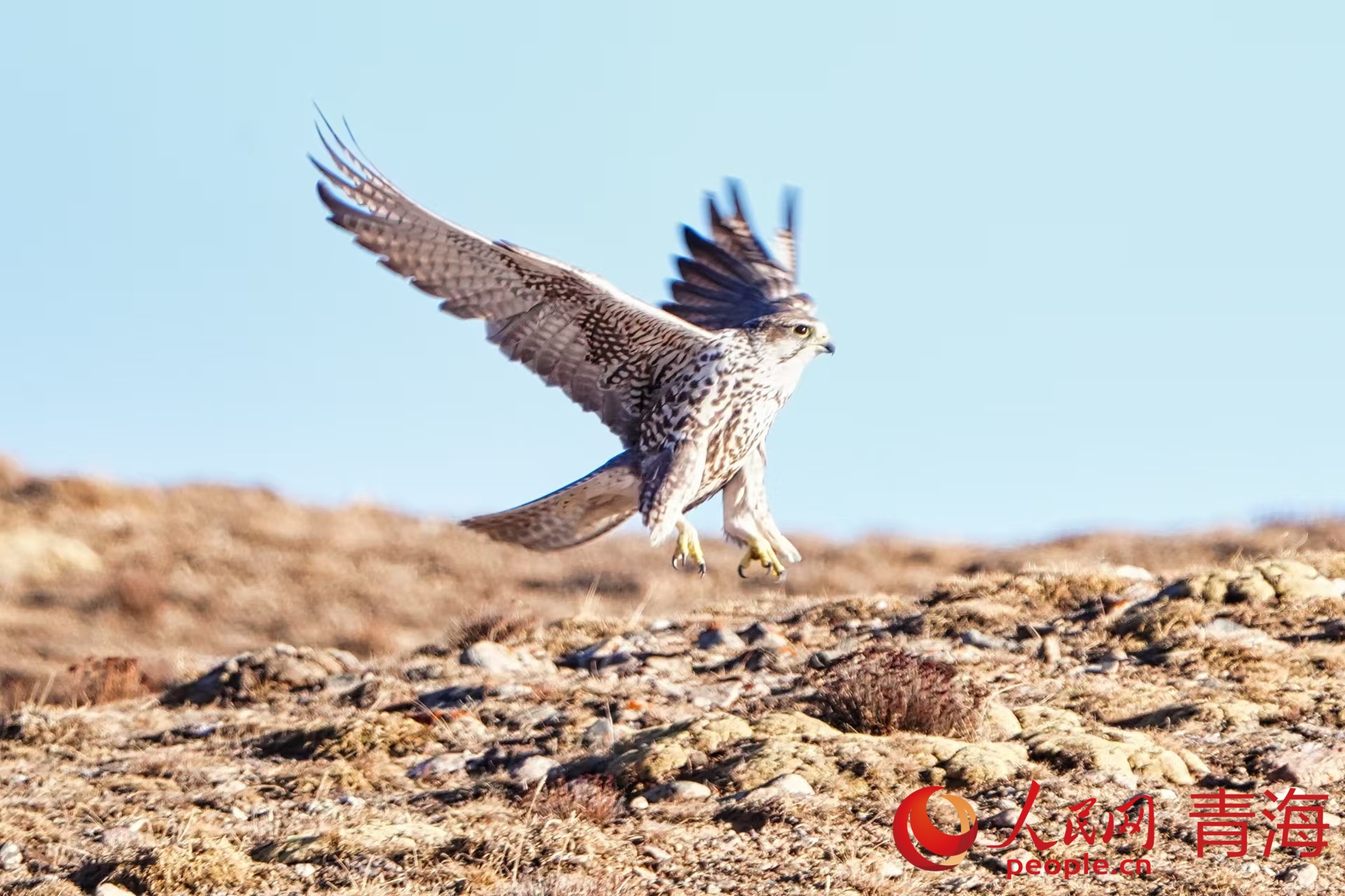 國(guó)家一級(jí)保護(hù)動(dòng)物獵隼。人民日?qǐng)?bào)記者 賀勇攝