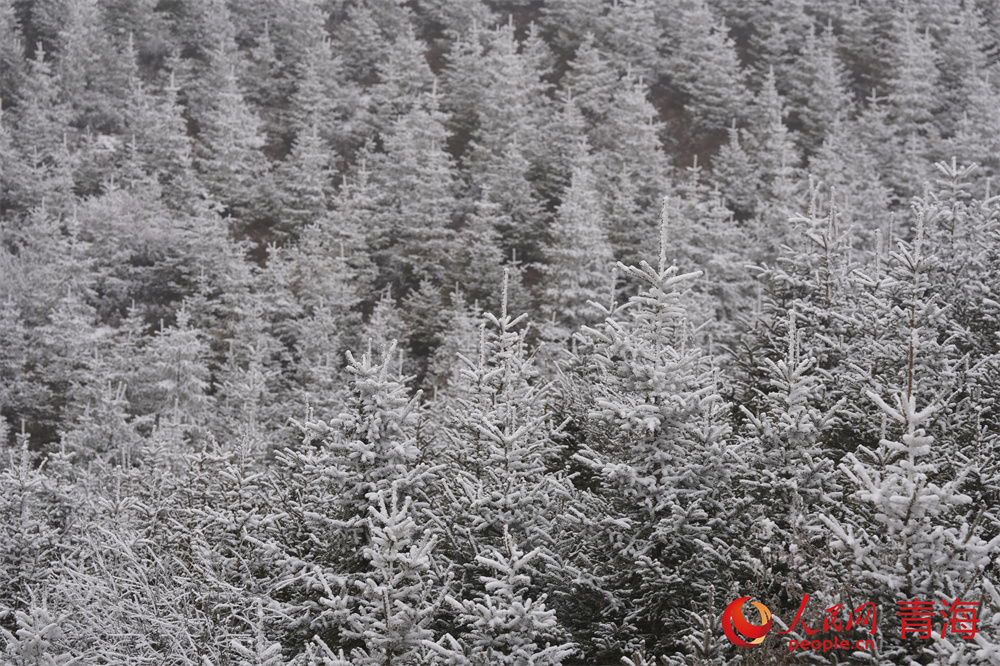 雪凇掛枝頭，寧靜而柔美。人民網 馬可欣攝