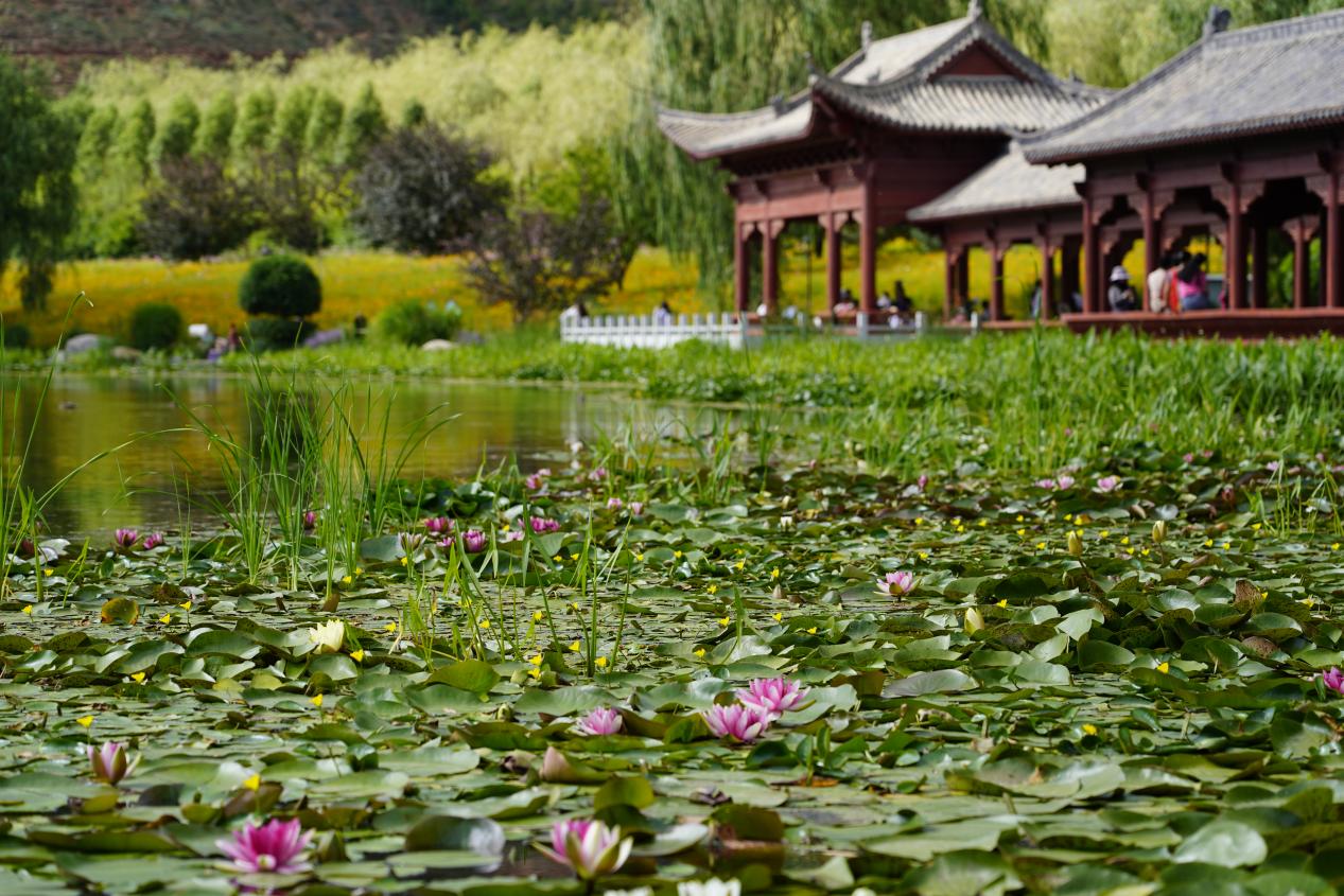 北山美麗園內(nèi)荷花別樣紅