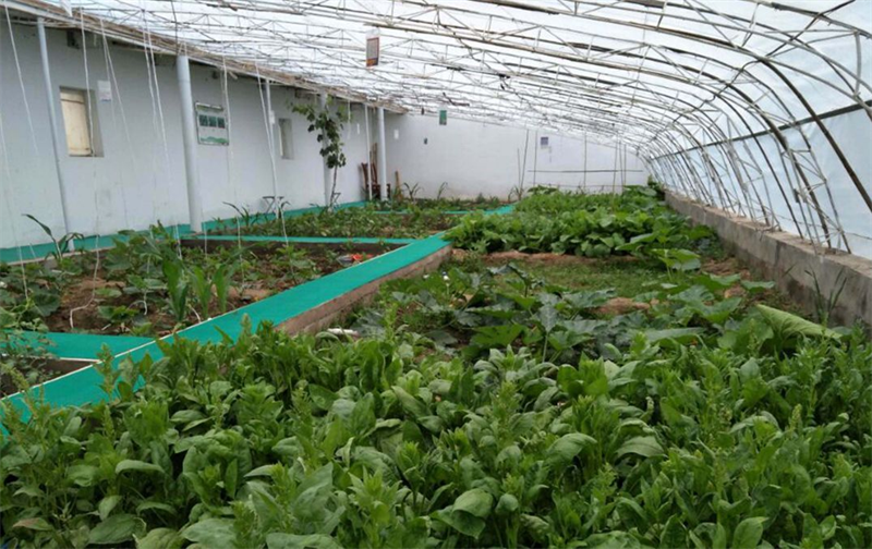 格爾木市郭勒木德鎮(zhèn)市郊“菜籃子”產(chǎn)業(yè)帶。格爾木市農(nóng)牧局供圖