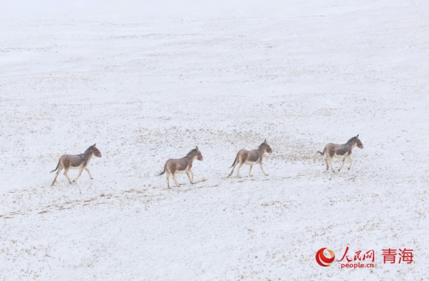藏野驢在雪中奔跑。人民網(wǎng)記者 甘海瓊攝