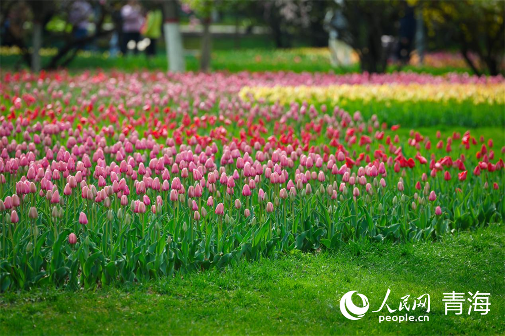 雨后初晴，公園內(nèi)五彩斑斕的郁金香似畫一般。人民網(wǎng) 馬可欣攝