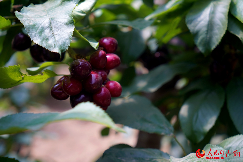 采摘園里紅彤彤的櫻桃。人民網(wǎng) 馬可欣攝