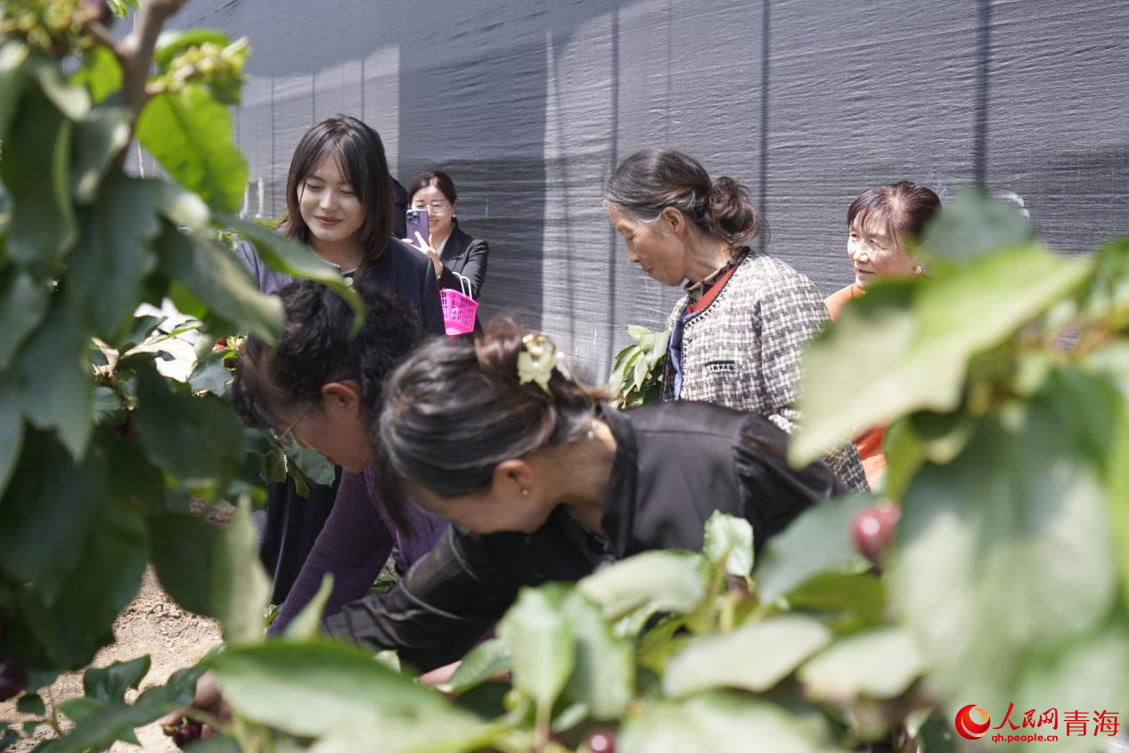 游客在采摘園里享受采摘樂(lè)趣。人民網(wǎng) 馬可欣攝