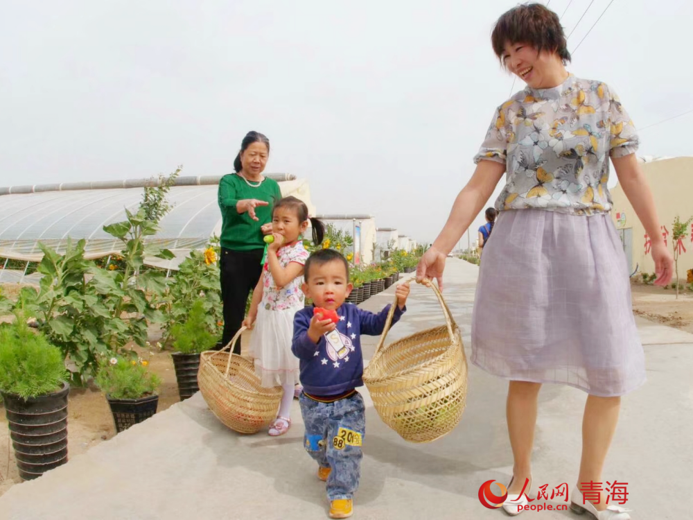 市民采摘蔬菜。人民網(wǎng) 況玉攝