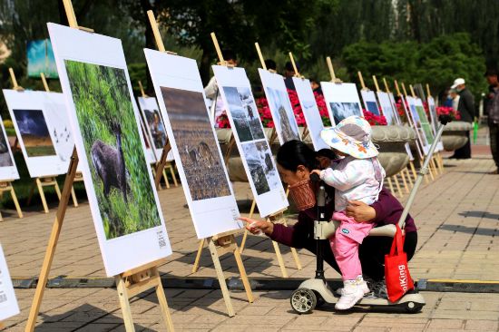 市民觀看生態(tài)畫展。王姝宇攝